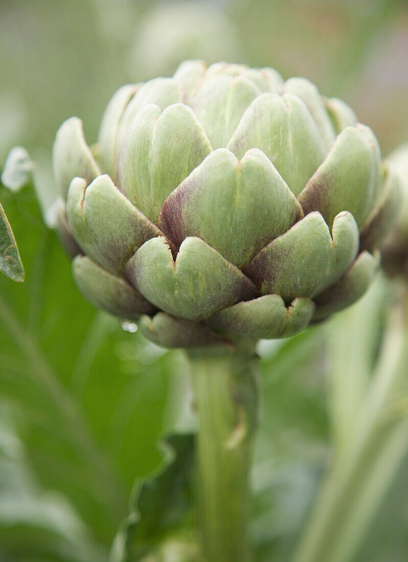 Close up of Green globe artichoke\n