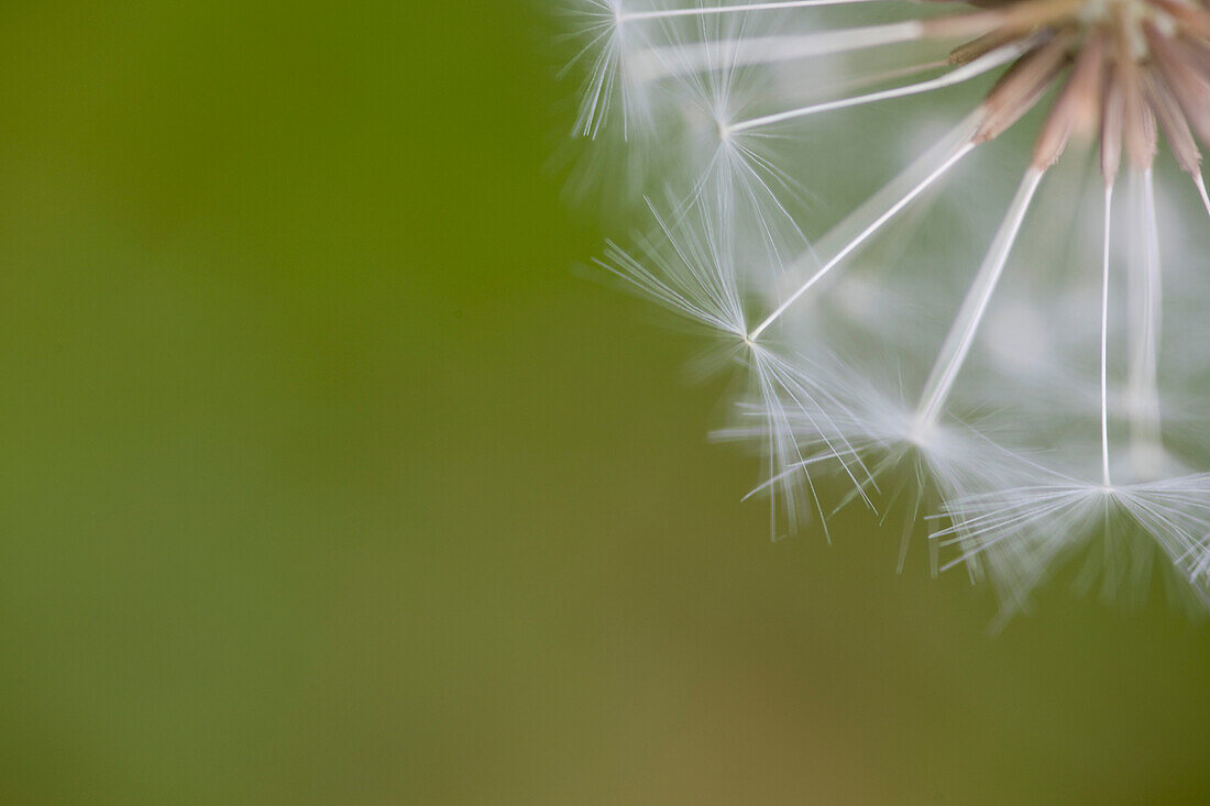 Detail of dandelion clock on green background\n