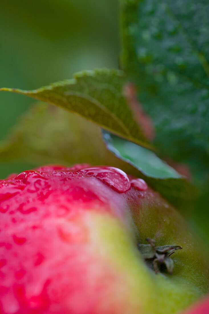 Extreme Nahaufnahme von rosa Marienäpfeln