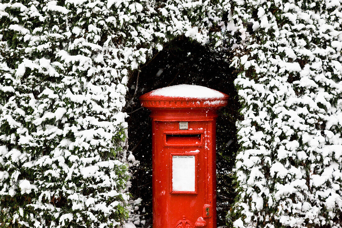 British post box surrounded by hedging covered in snow\n