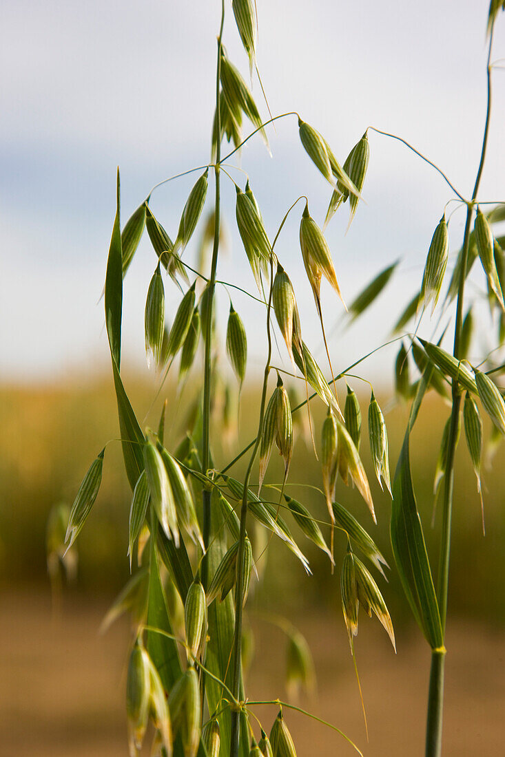 Wild oat in a field\n