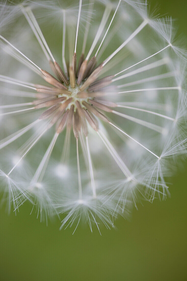 Close up of a dandelion clock\n