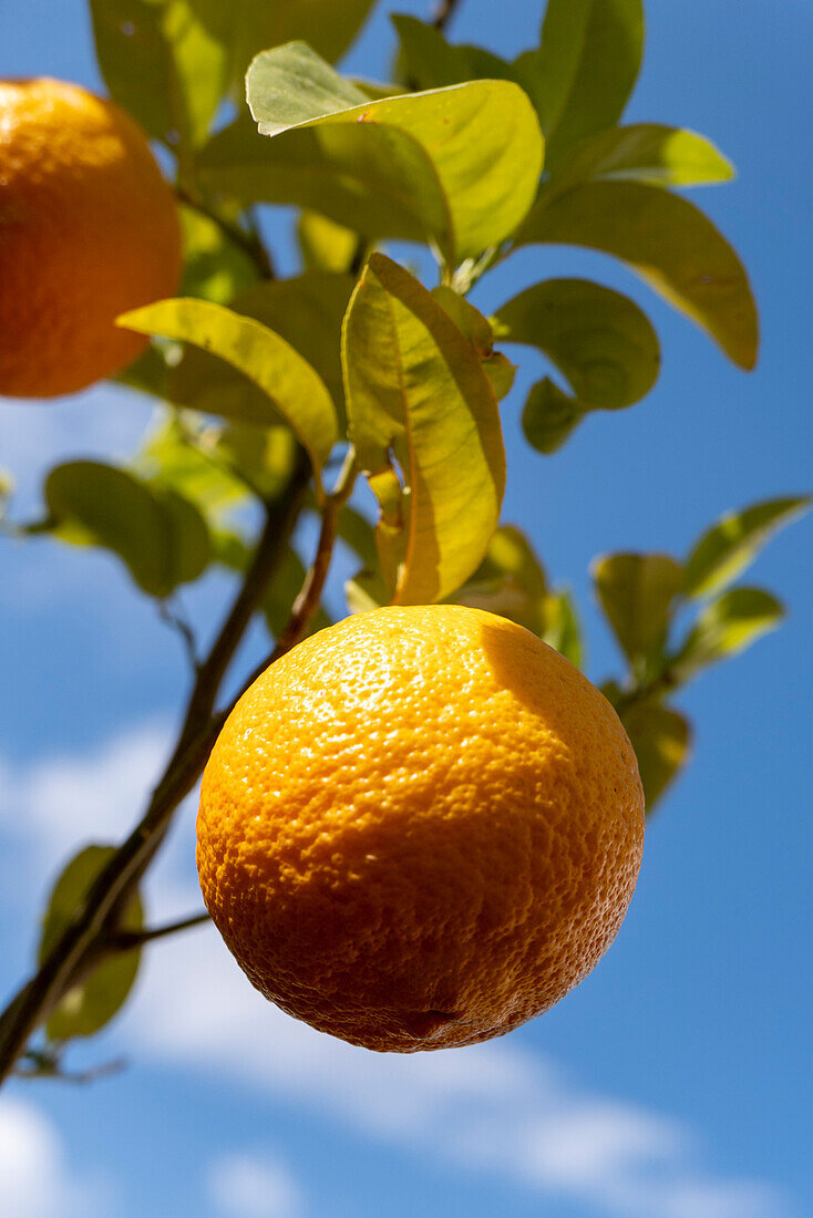 Griechische Orangen, Nahaufnahme