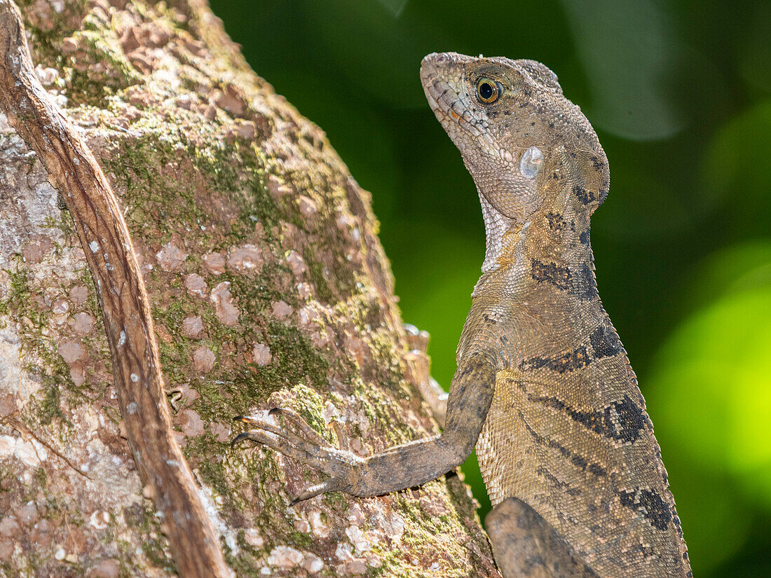 Ein erwachsener weiblicher Basilisk (Basiliscus basiliscus) auf einem Baum neben einem Bach in Caletas, Costa Rica, Mittelamerika