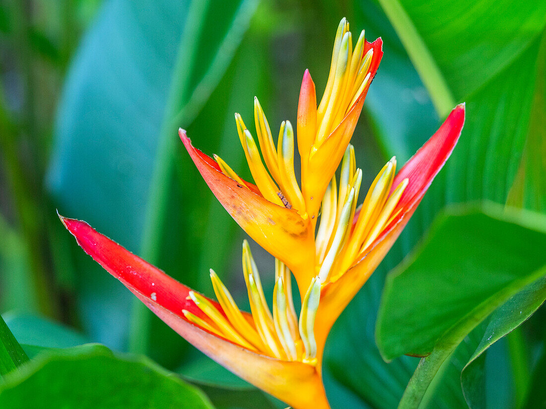 A parrot’s beak heliconia (Heliconia psittacorum) growing in the rainforest at Playa Blanca, Costa Rica, Central America\n