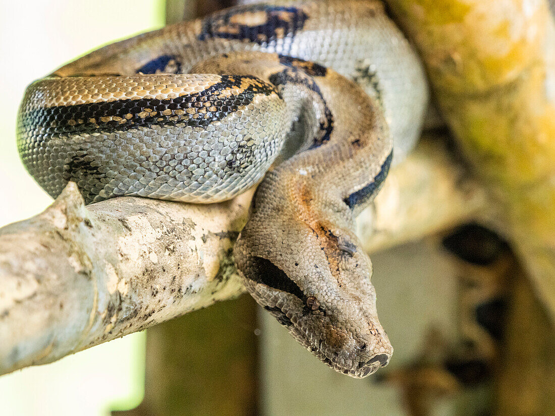 An adult Central American boa (Boa imperator) during the day, Caletas, Costa Rica, Central America\n