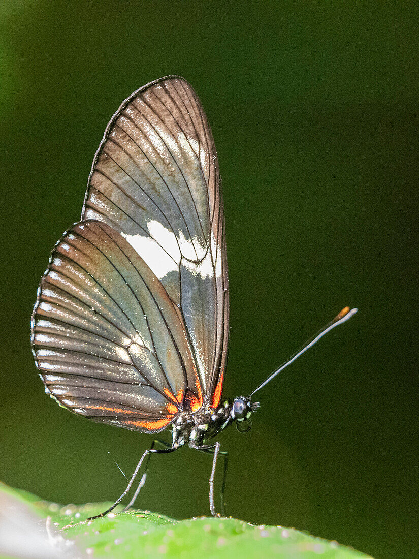 An adult doris longwing butterfly (Heliconius doris) perched in a tree at Playa Blanca, Costa Rica, Central America\n