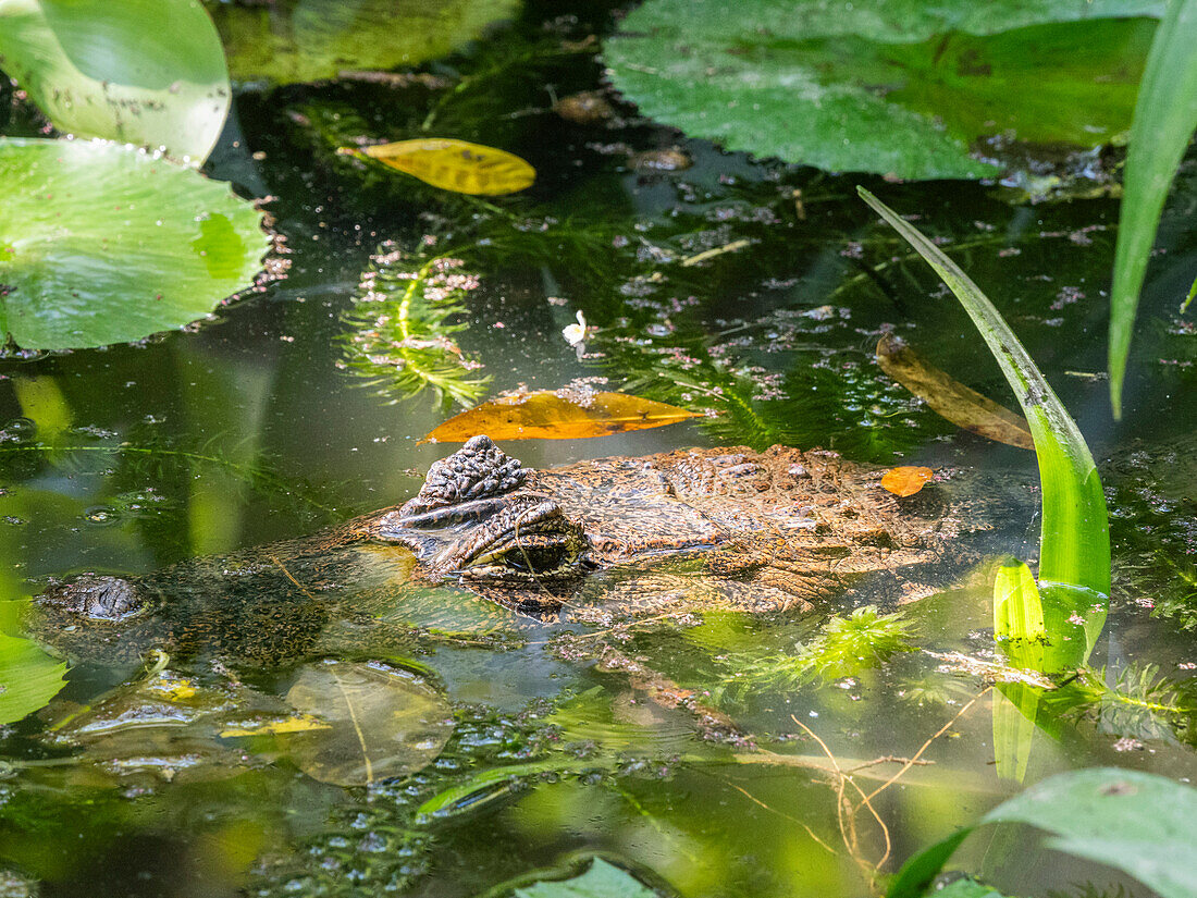 An adult spectacled caiman (Caiman crocodilus) in a fresh water pond during the day, Rio Seco, Costa Rica, Central America\n