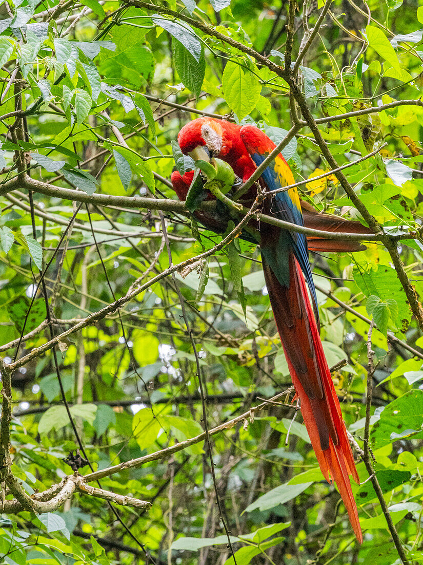 Ein erwachsener Scharlachara (Ara macao) beim Fressen von Früchten am Playa Blanca, Costa Rica, Mittelamerika