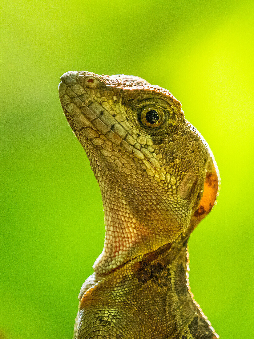 A juvenile male common basilisk (Basiliscus basiliscus) on a tree next to a stream in Caletas, Costa Rica, Central America\n