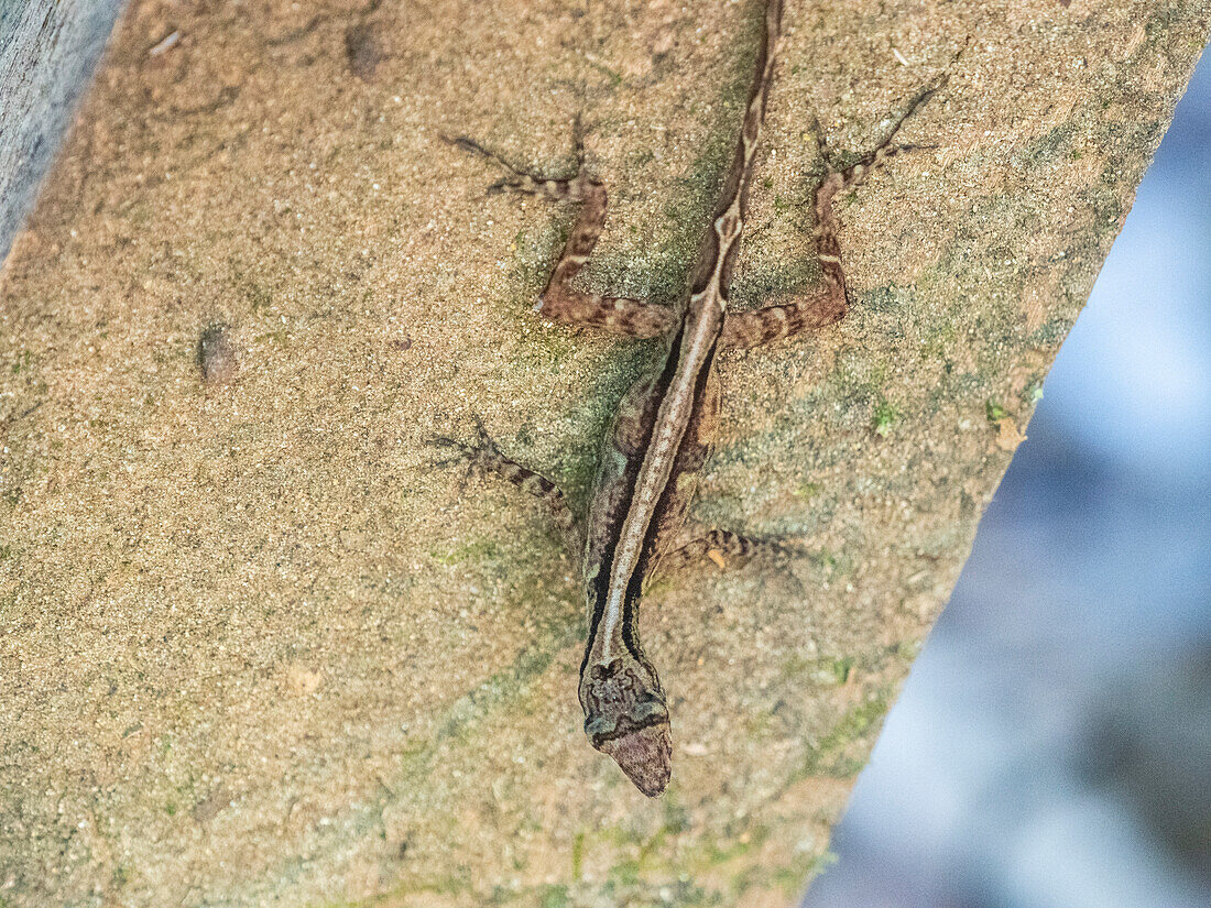 An adult Osa Anole (Anolis osa) during the day, Osa Peninsula, Costa Rica, Central America\n