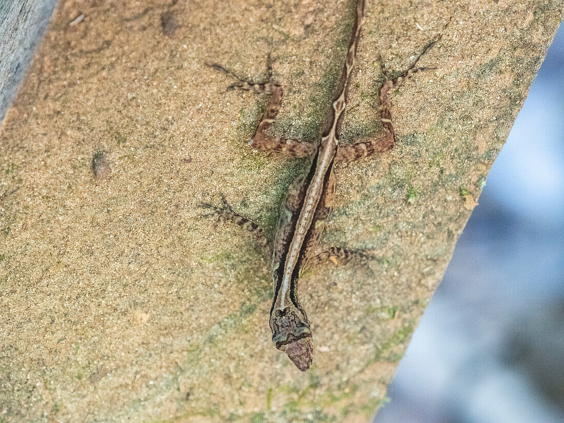 Eine erwachsene Osa-Anolis (Anolis osa) tagsüber, Osa Halbinsel, Costa Rica, Mittelamerika