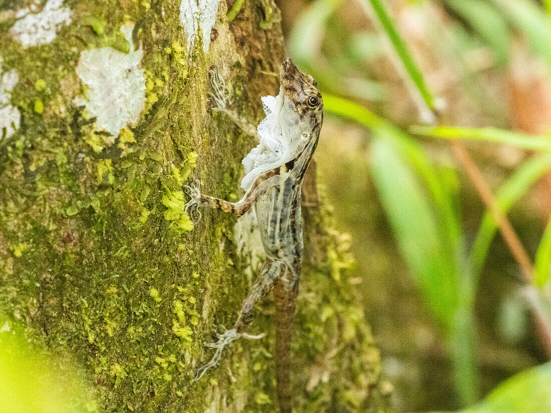 Eine erwachsene Grenzanolis (Anolis limifrons) häutet sich in einem Baum am Playa Blanca, Costa Rica, Mittelamerika