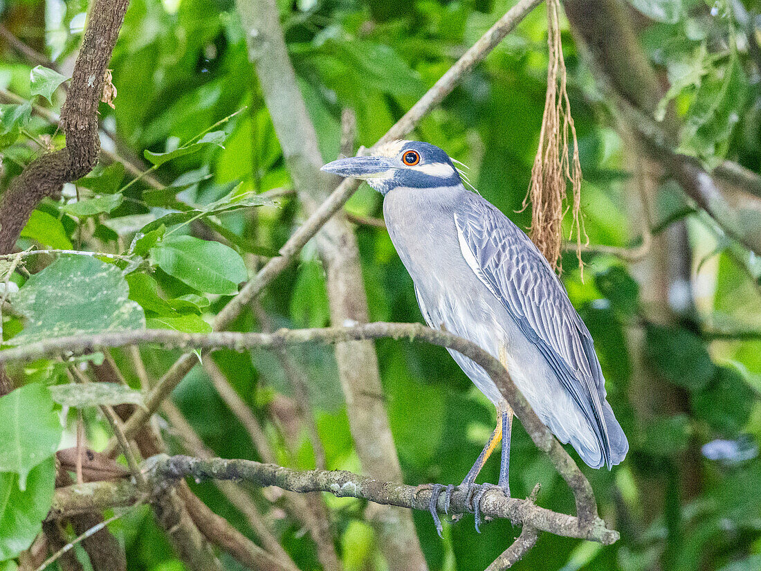 An adult yellow-crowned night heron (Nyctanassa violacea) along the shoreline at Playa Blanca, Costa Rica, Central America\n