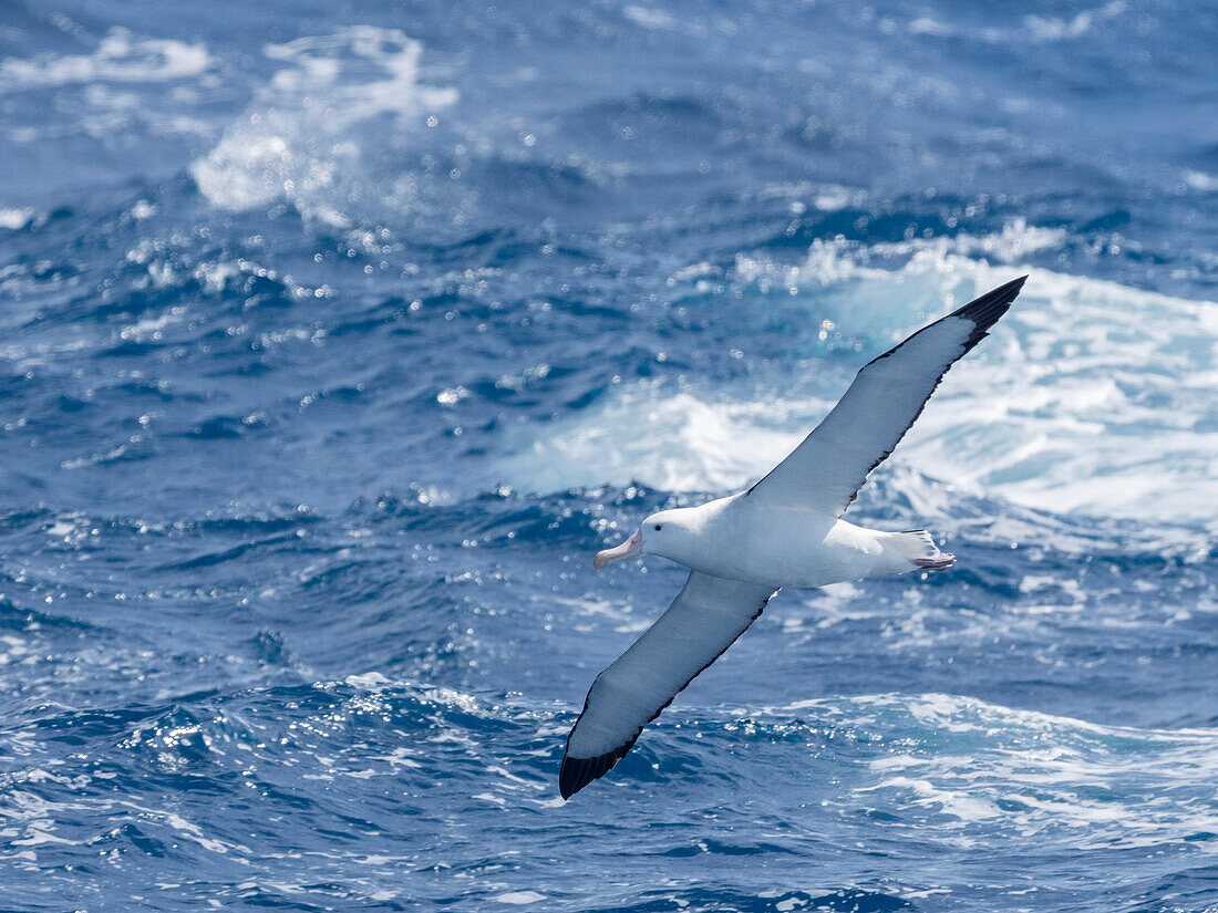 An adult wandering albatrosss (Diomedea exulans) in flight in the Drake Passage, Argentina, South America\n