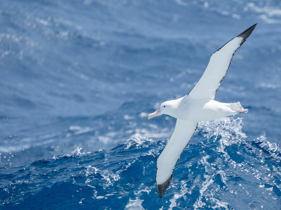 An adult wandering albatrosss (Diomedea exulans) in flight in the Drake Passage, Argentina, South America\n
