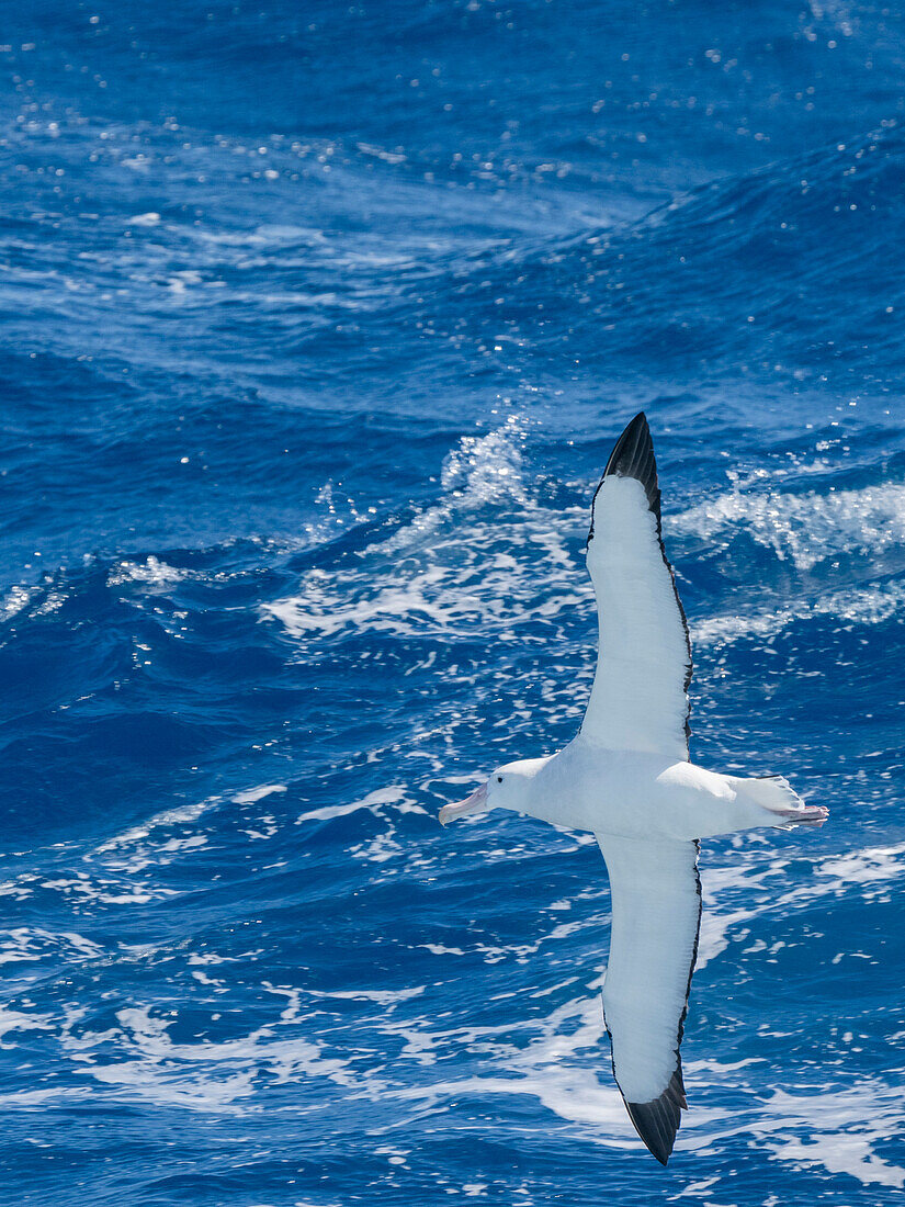 An adult wandering albatross (Diomedea exulans) in flight in the Drake Passage, Argentina, South America\n