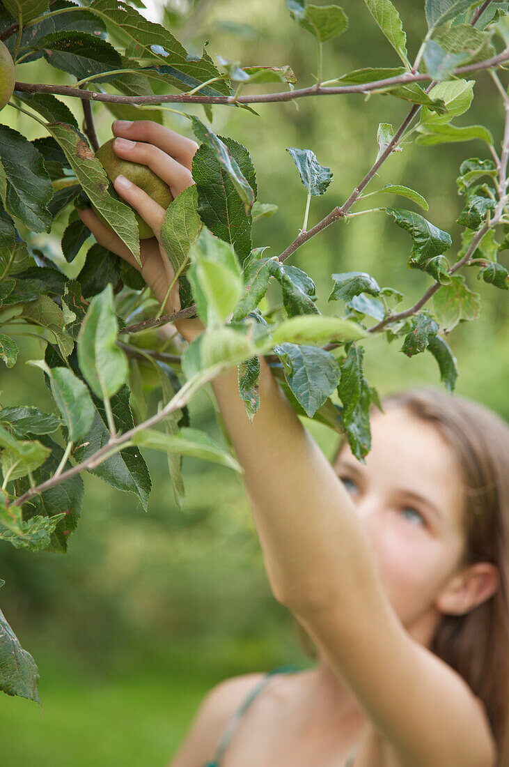 Teenaged girl picking an apple from apple tree\n