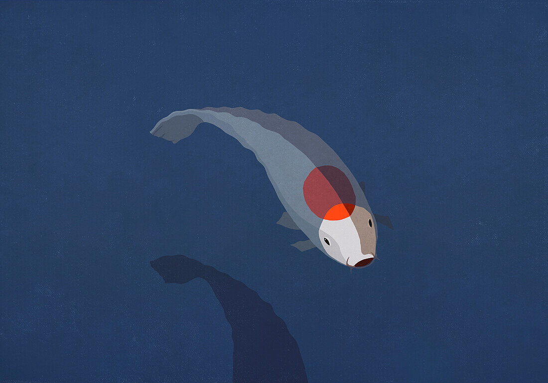 Koi Karpfenfisch mit rotem Punkt auf dem Rücken unter der Wasseroberfläche