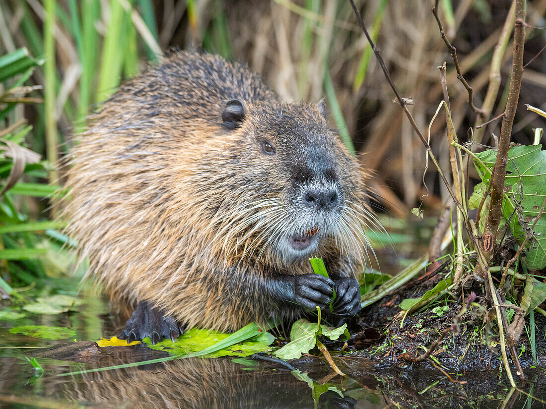 An adult nutria (Myocastor coypus), an invasive species introduced from South America, Spree Forest, Germany, Europe\n