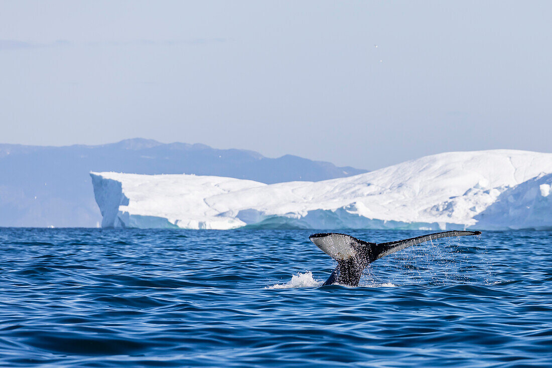 Ein erwachsener Buckelwal (Megaptera novaeangliae), Fluke nach oben, taucht zwischen den Eisbergen von Ilulissat, Westgrönland, Polargebiete