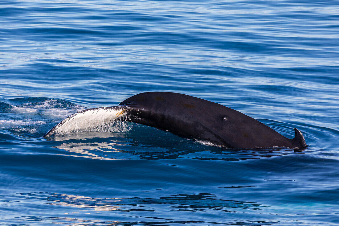 An adult humpback whale (Megaptera novaeangliae), flukes up dive amongst the icebergs of Ilulissat, Western Greenland, Polar Regions\n