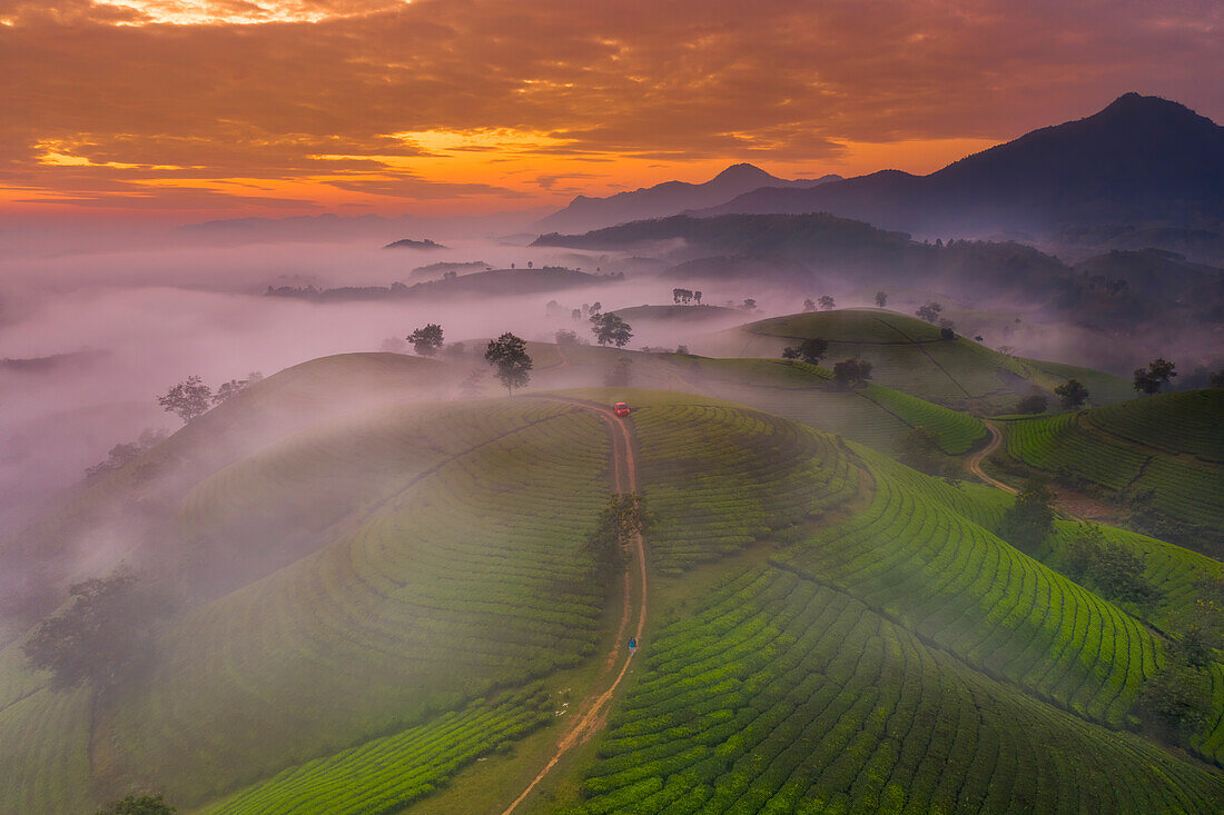 Long Coc Tea Hill, Vietnam, Indochina, Südostasien, Asien