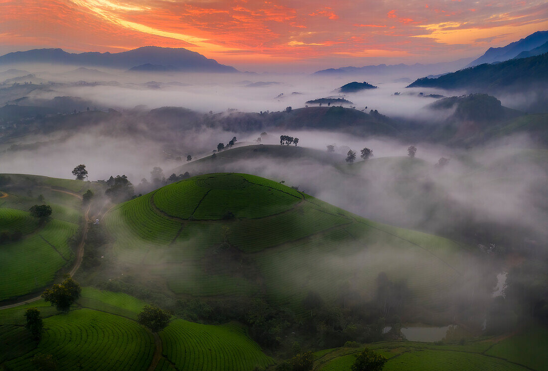 Long Coc Tea Hill, Vietnam, Indochina, Südostasien, Asien