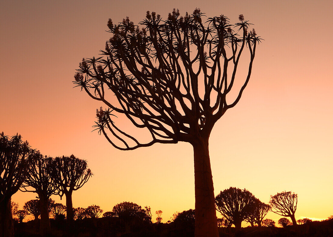 Quiver Tree Forest, Keetmanshoop, Southern Namibia, Africa\n