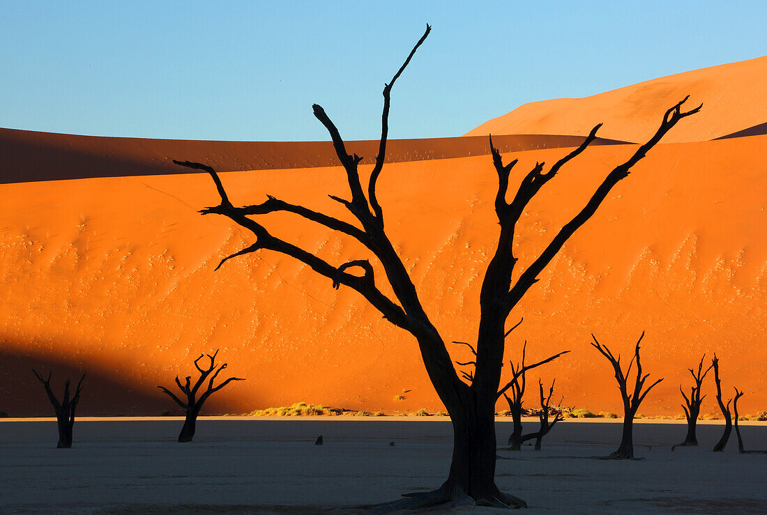 Dead Vlei, Sossusvlei, Namibia, Africa\n