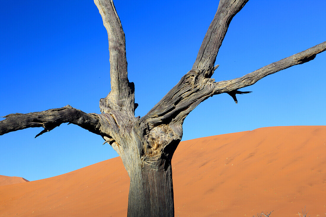 Dead Vlei, Sossusvlei, Namibia, Africa\n