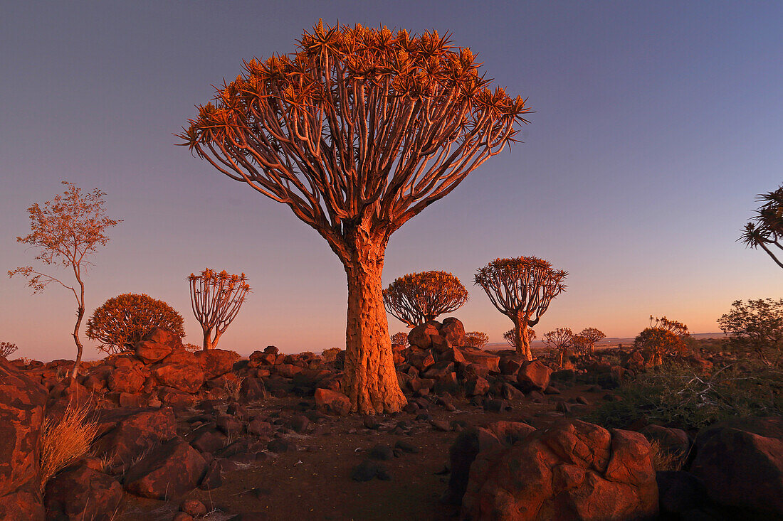 Quiver Tree Forest, Keetmanshoop, Southern Namibia, Africa\n