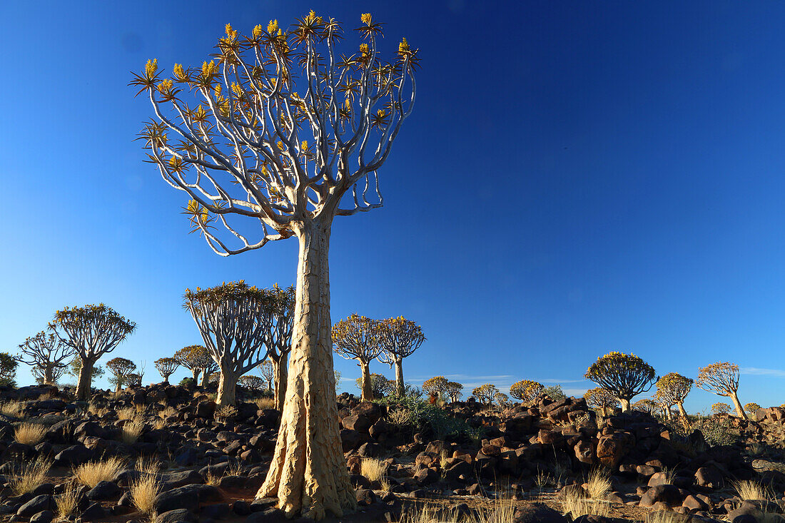 Köcherbaumwald, Keetmanshoop, Südliches Namibia, Afrika