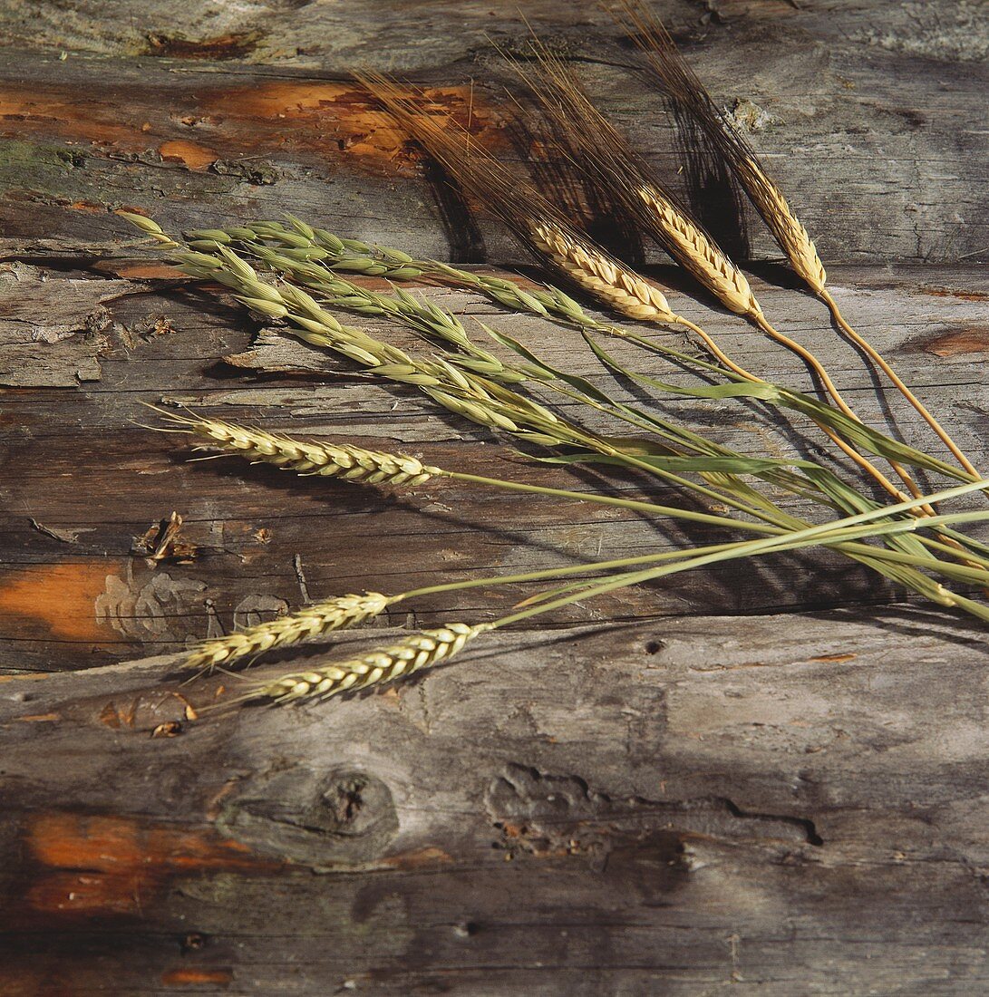 Getreideähren (Hafer, Weizen & Gerste) auf Holzuntergrund