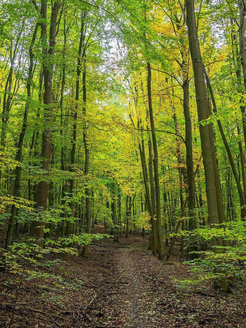 Autumn colors at Hainich National Park, an Ancient and Primeval Beech Forest, Thuringia, Germany, Europe\n