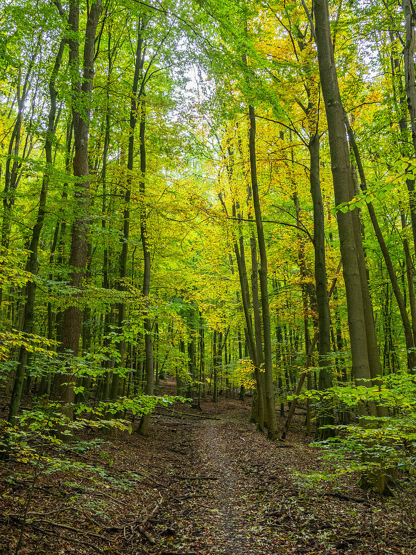 Herbstfarben im Nationalpark Hainich, ein uralter Buchenwald, Thüringen, Deutschland, Europa