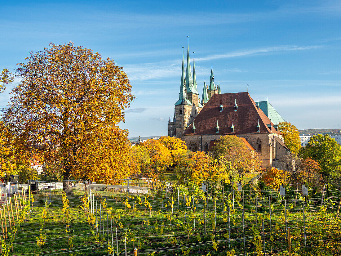 Ansicht der Severikirche in Erfurt, der Hauptstadt und größten Stadt des mitteldeutschen Bundeslandes Thüringen, Deutschland, Europa