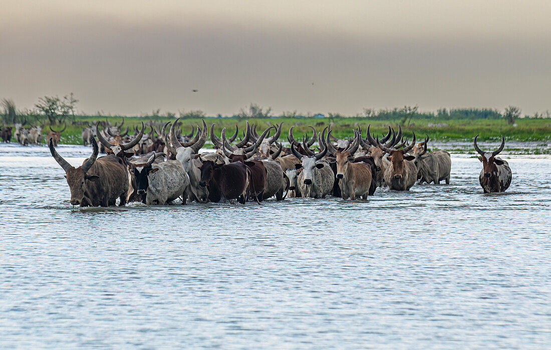 Cow herd walking through the water of Lake Chad, Chad, Africa\n