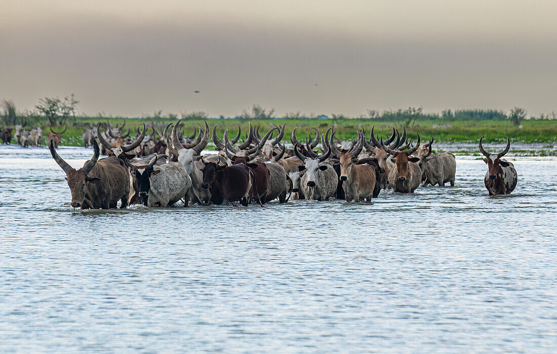 Kuhherde wandert durch das Wasser des Tschadsees, Tschad, Afrika