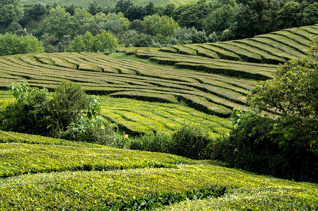 Feldlinien einer Teeplantage auf der Insel Sao Miguel, Azoren-Inseln, Portugal, Atlantik, Europa