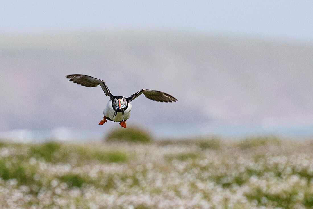 Papageientaucher im Flug mit Sandaalen im Schnabel, Vereinigtes Königreich, Europa