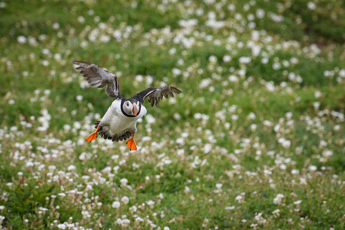 Atlantic Puffin coming in to land, United Kingdom, Europe\n
