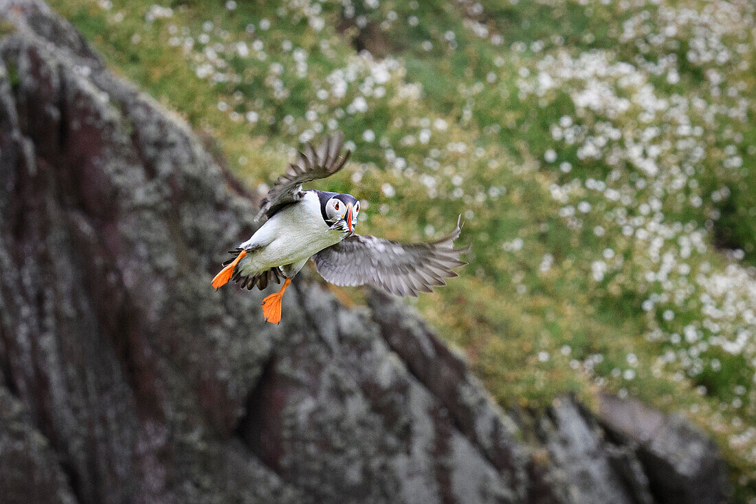 Atlantic Puffin in flight with sand eels in its beak, United Kingdom, Europe\n