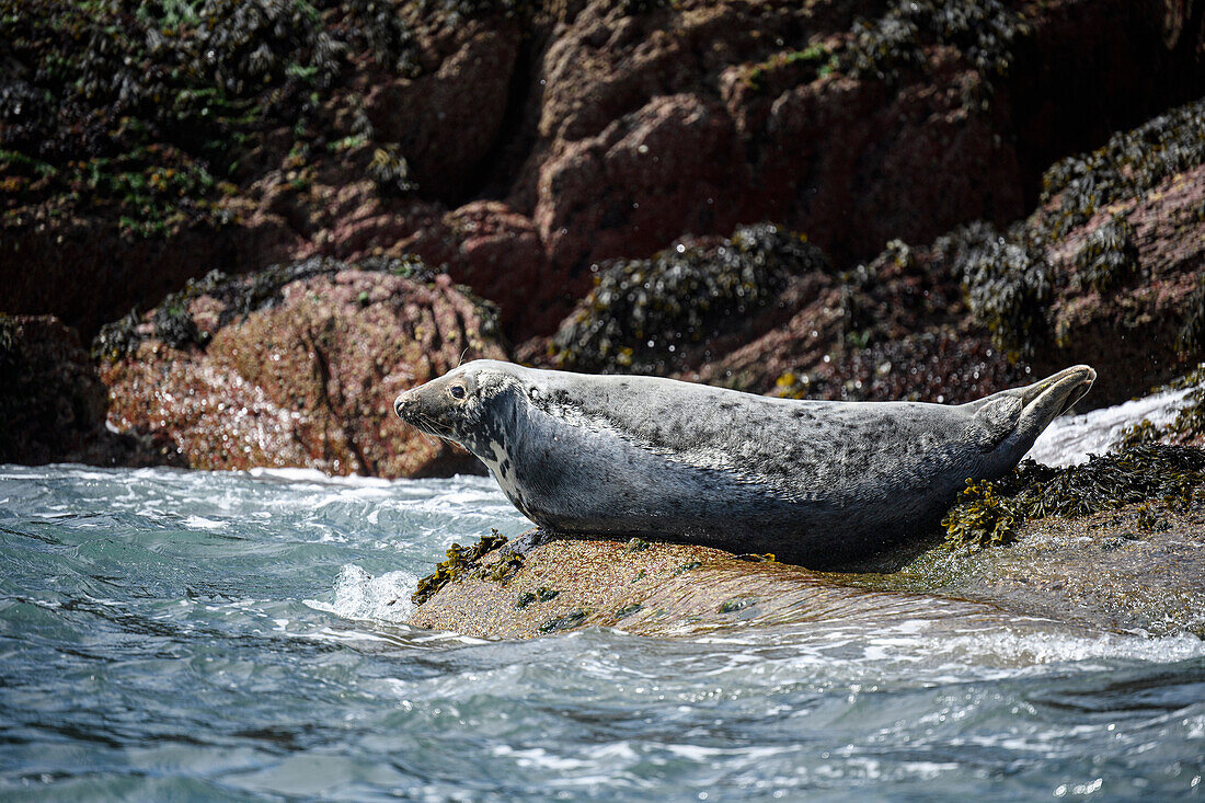 Atlantic Grey Seal, United Kingdom, Europe\n