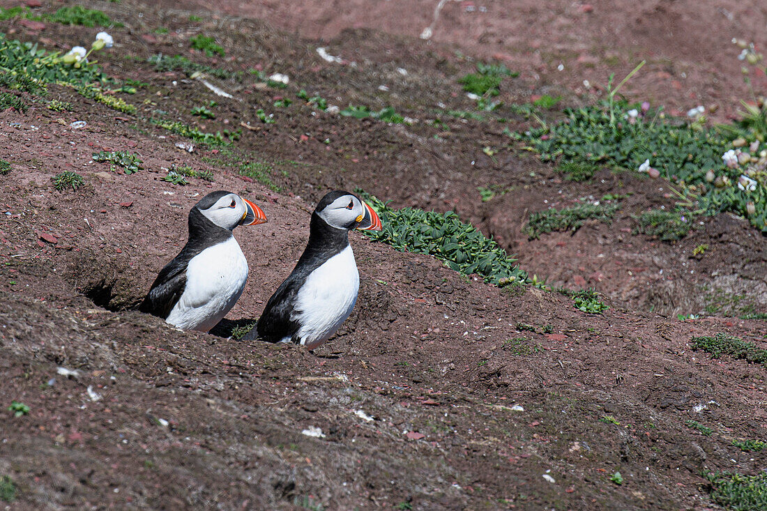 Brace of Atlantic Puffins, United Kingdom, Europe\n