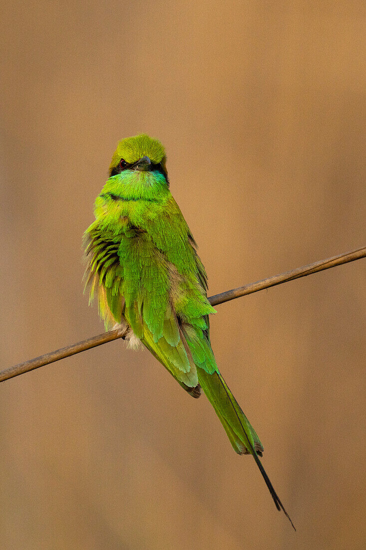 Green Bee-Eater (Merops orientalis), Bandhavgarh National Park, Madhya Pradesh, India, Asia\n