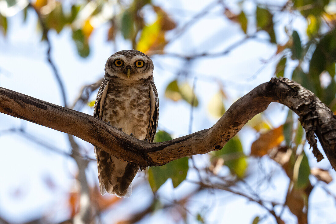 Spotted Owlet (Athene brama), Bandhavgarh National Park, Madhya Pradesh, India, Asia\n