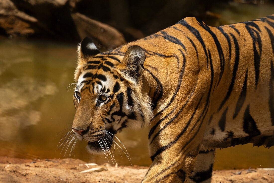 Bengalischer Tiger (Panthera Tigris), Bandhavgarh-Nationalpark, Madhya Pradesh, Indien, Asien