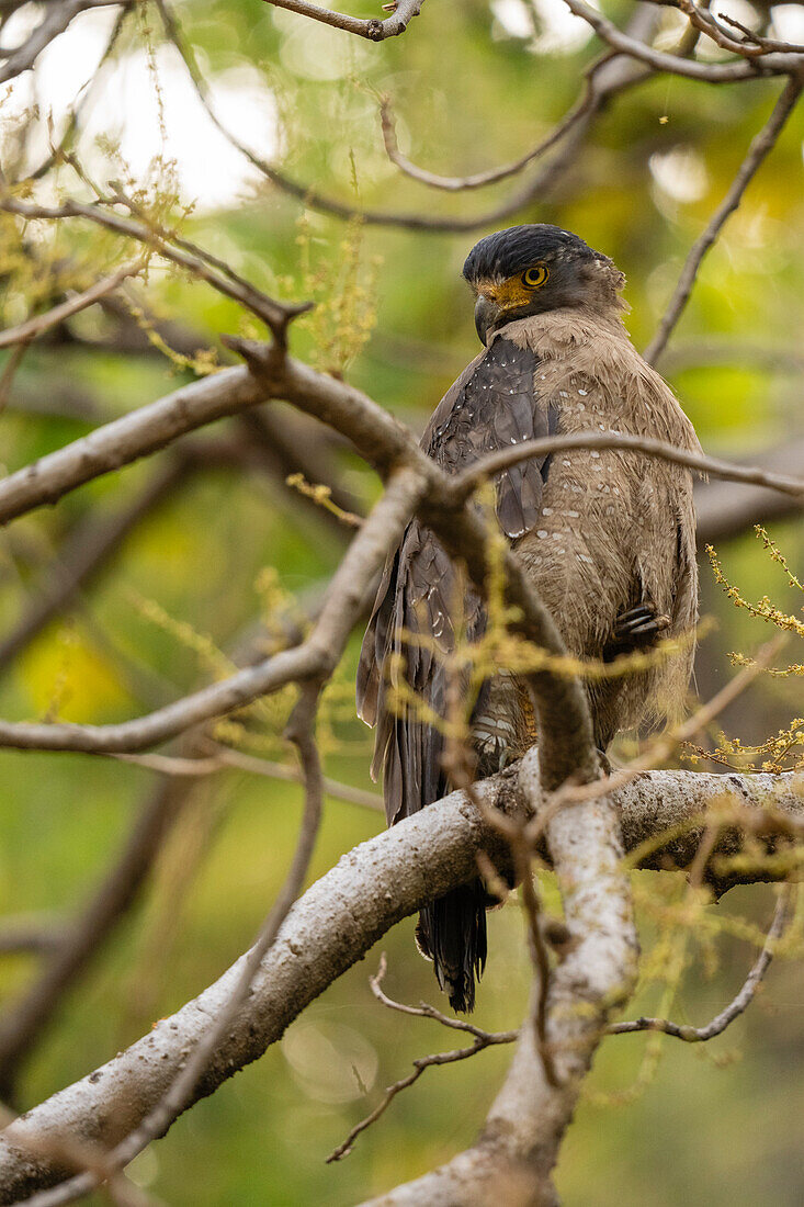 Crested Serpent-Eagle (Spilornis cheela), Bandhavgarh National Park, Madhya Pradesh, India, Asia\n