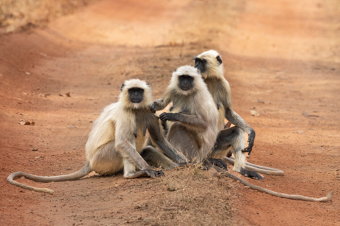 Langur (Semnopithecus Entellus), Bandhavgarh-Nationalpark, Madhya Pradesh, Indien, Asien